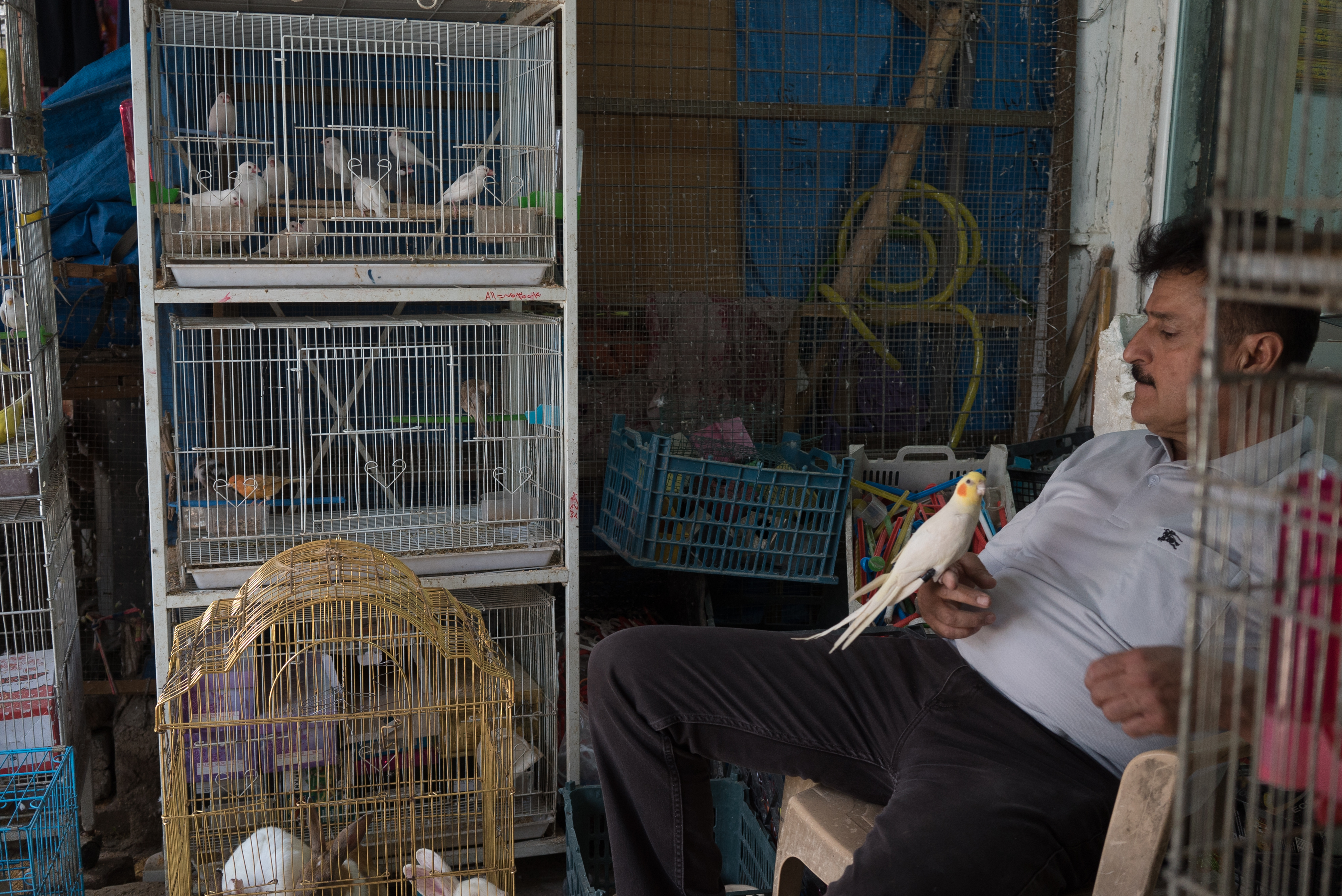 Erbil market for birds and animals, Erbil, Kurdistan Region, June 4, 2016. (Photo: Kurdistan24/Alexandre Afonso)